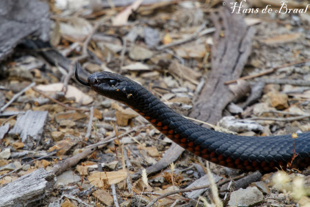 red-bellied black snake